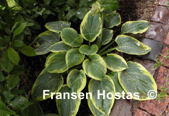 Hosta Hampshire County
