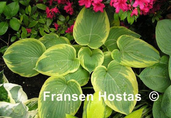 Hosta Hampshire County