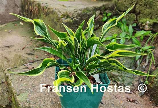 Hosta Hands Up