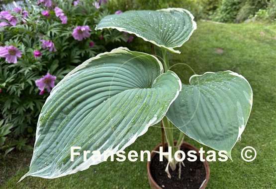 Hosta Handsome Devil