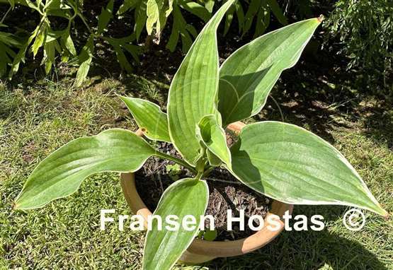 Hosta Handsome Devil