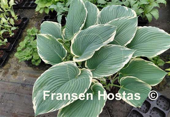Hosta Handsome Devil