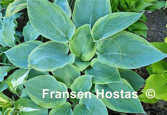 Hosta Handy Hatfield