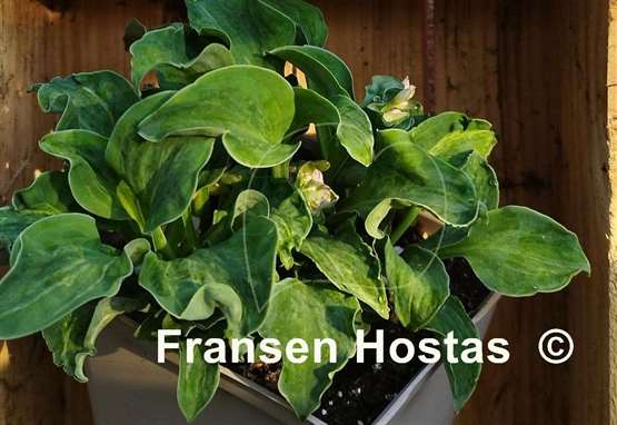 Hosta Hanjas Crazy Mouse