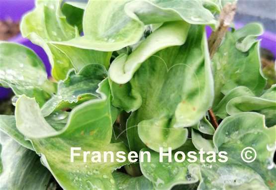 Hosta Hanjas Crazy Mouse
