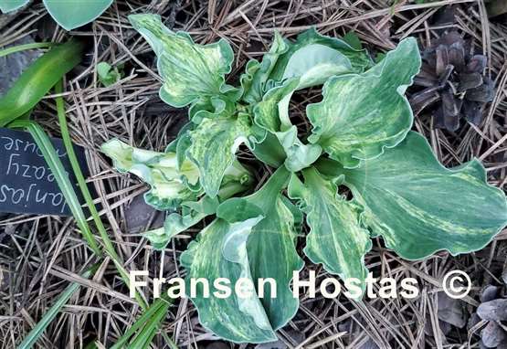 Hosta Hanjas Crazy Mouse