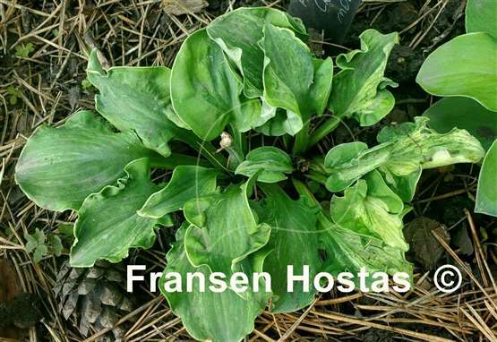 Hosta Hanjas Crazy Mouse