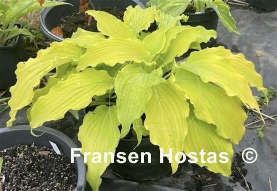 Hosta Hanjas Ewa