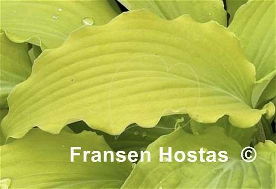Hosta Hanjas Ewa