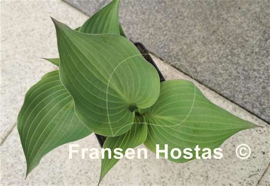 Hosta Hanjas Red Edge