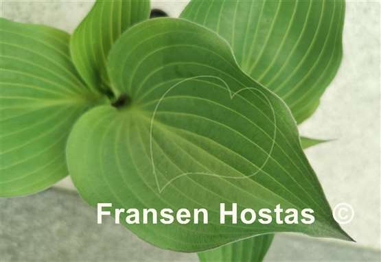 Hosta Hanjas Red Edge