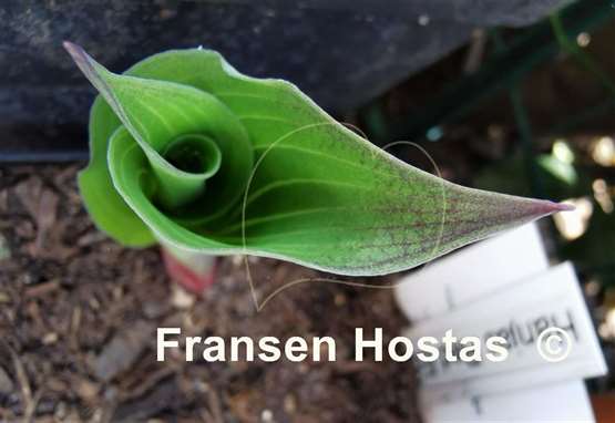 Hosta Hanjas Red Edge