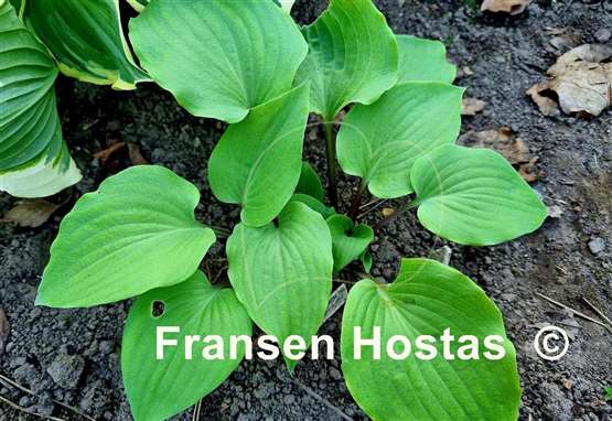 Hosta Hanjas Red Spider