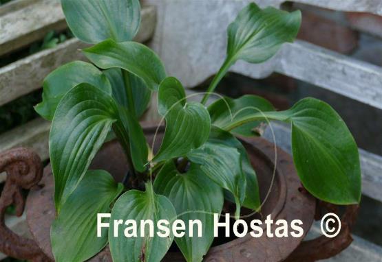 Hosta Hanjas Red Edge