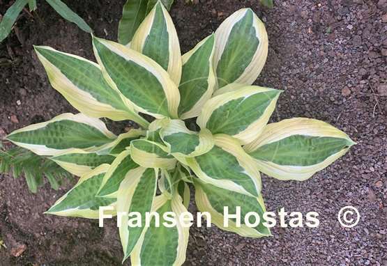 Hosta Hanky Panky