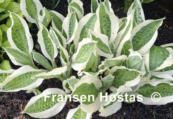 Hosta Hanky Panky