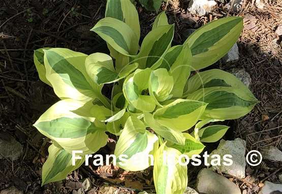 Hosta Hanky Panky