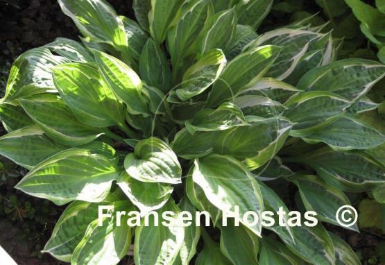 Hosta Hanky Panky