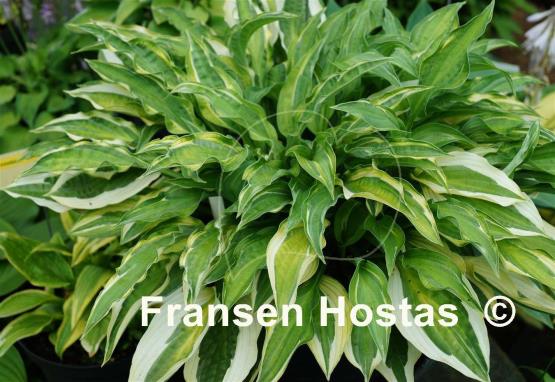 Hosta Hanky Panky