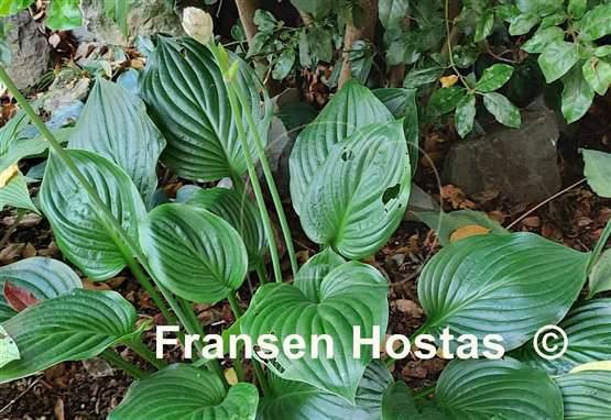 Hosta Hans Solo