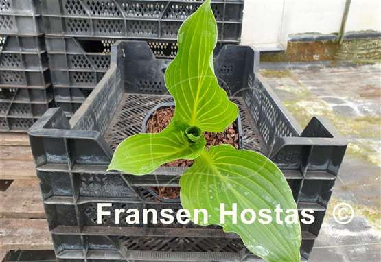 Hosta Hans Solo