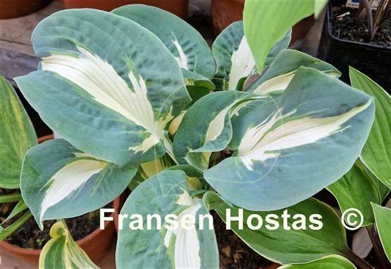 Hosta Hans