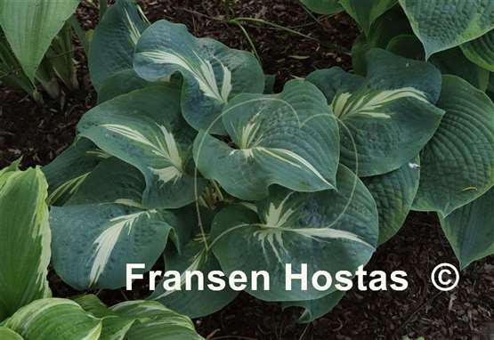 Hosta Hans