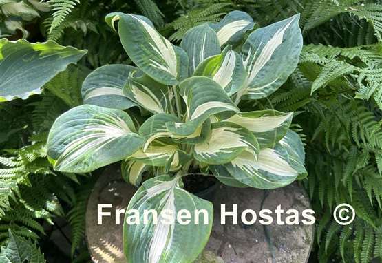 Hosta Hans