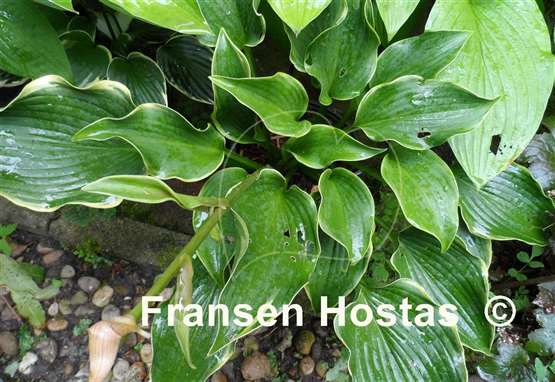 Hosta Happily Ever After