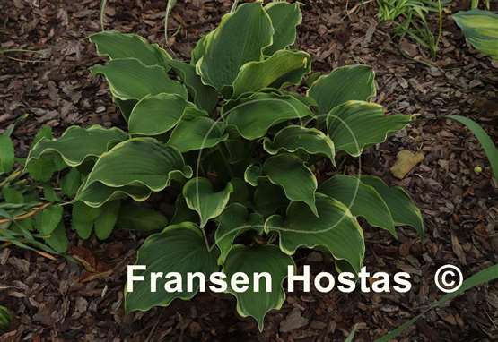 Hosta Happily Ever After