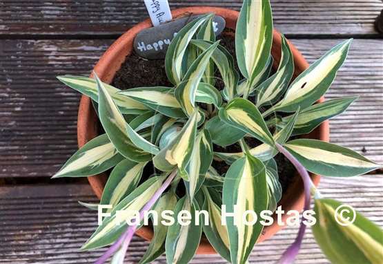 Hosta Happy Accident