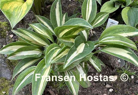 Hosta Happy Accident