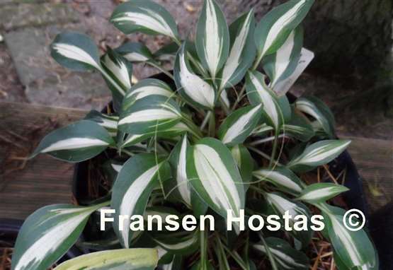 Hosta Happy Accident