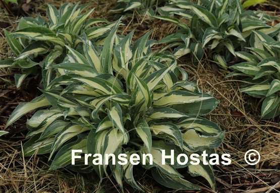 Hosta Happy Accident