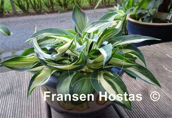 Hosta Happy Accident