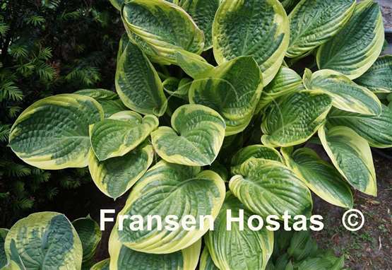 Hosta Happy Camper