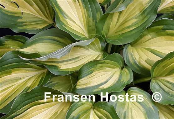 Hosta Happy Hour