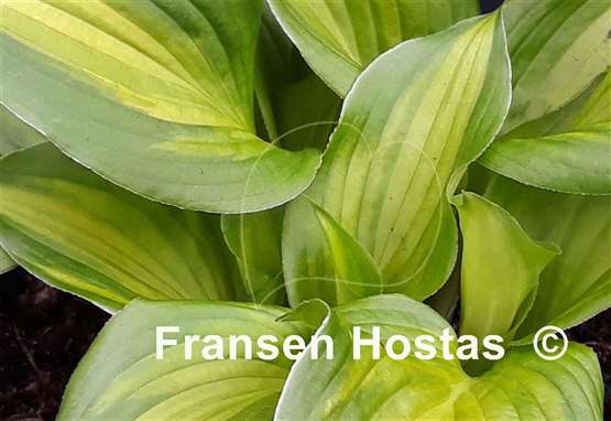 Hosta Happy Hour