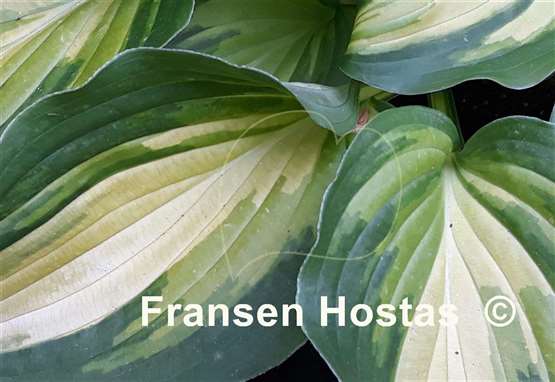 Hosta Happy Hour