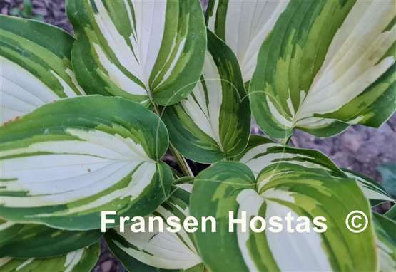 Hosta Happy Hour