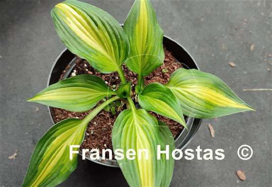 Hosta Happy Hour