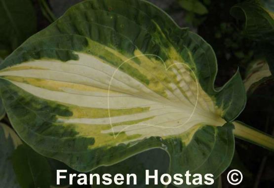 Hosta Happy Dayz