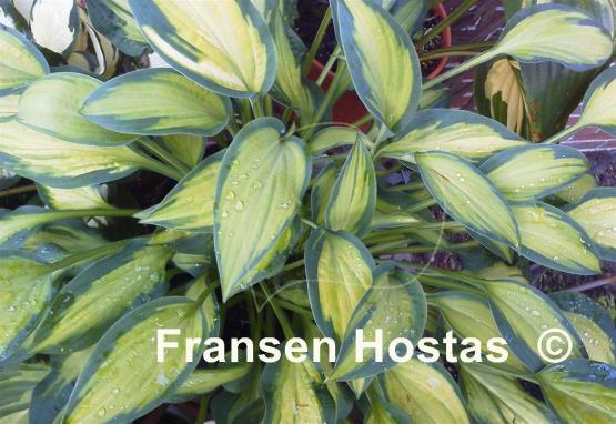 Hosta Happy Dayz
