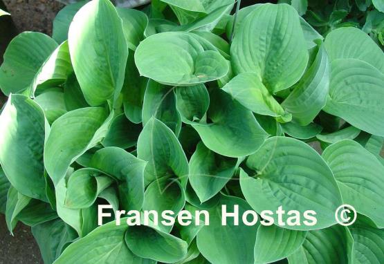 Hosta Happy Hearts