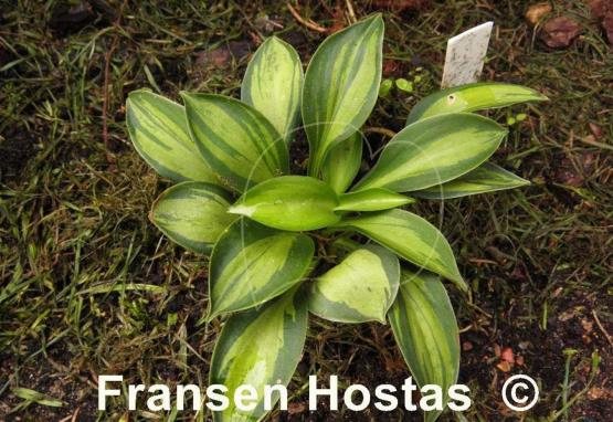 Hosta Happy Mouse