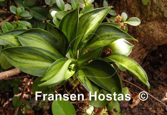 Hosta Happy Mouse