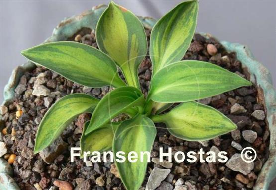 Hosta Happy Mouse