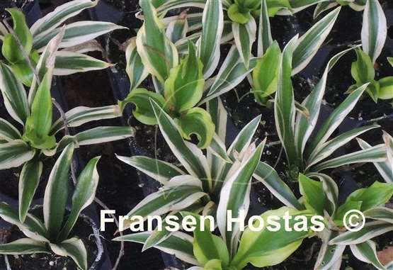 Hosta Harmonic Flow