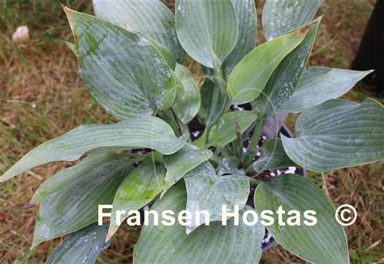 Hosta Harmony