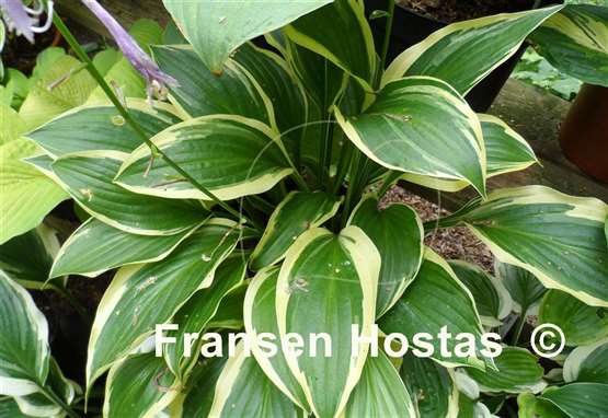 Hosta Harpoon